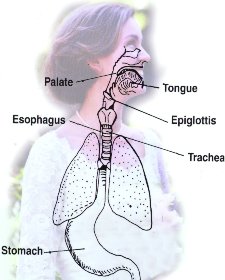 swallow profile