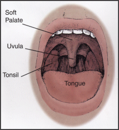 Mouth diagram