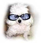 doggie.jpg