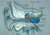 ear anatomy