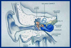 inner ear anatomy